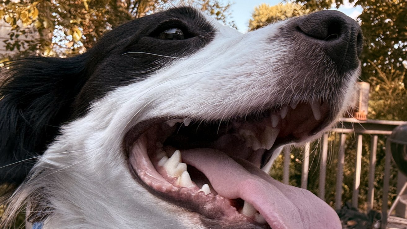 Close-up of a black and white dog with its mouth open, tongue out, and appears to be smiling. Trees and a railing are in the background.