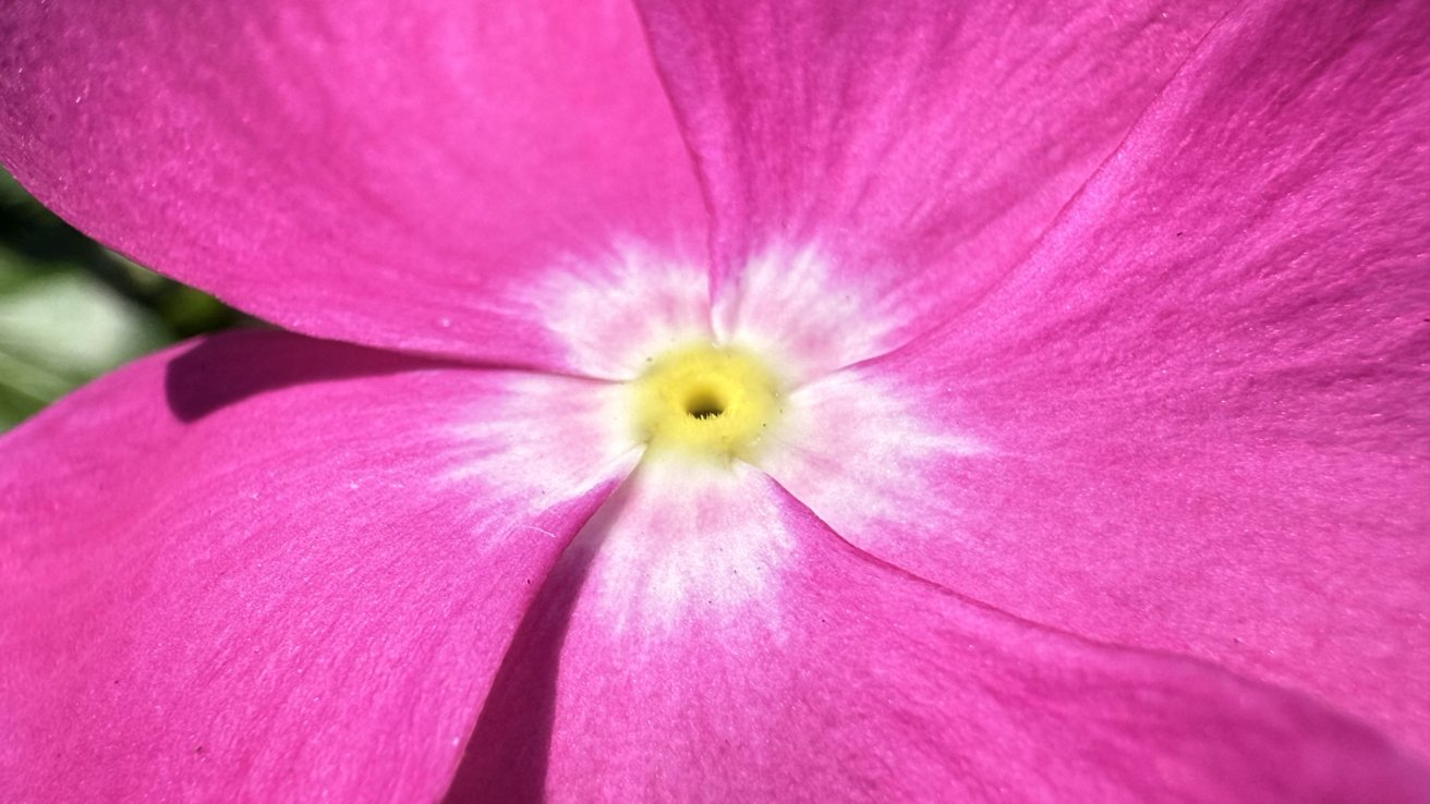 Close-up of a vibrant pink flower with a yellow center and soft white gradient petals.