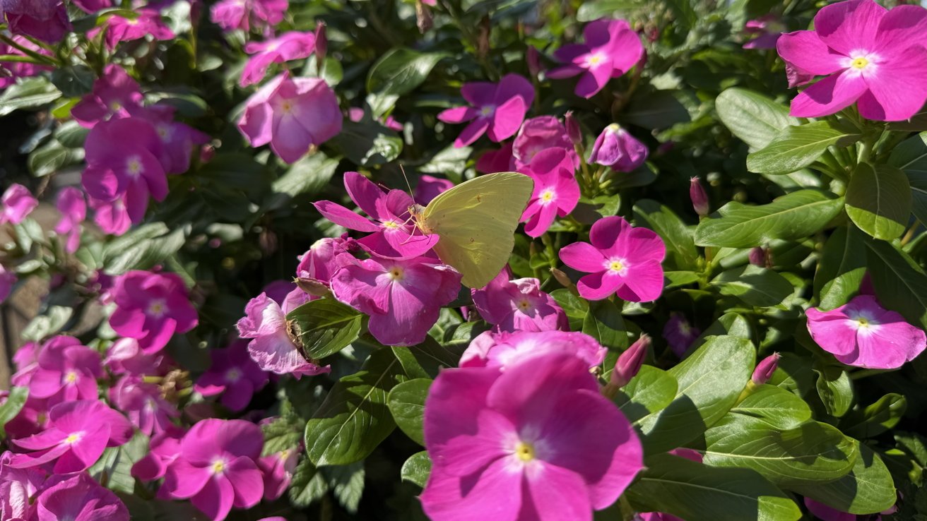 A yellow butterfly rests on vibrant pink flowers surrounded by lush green leaves.