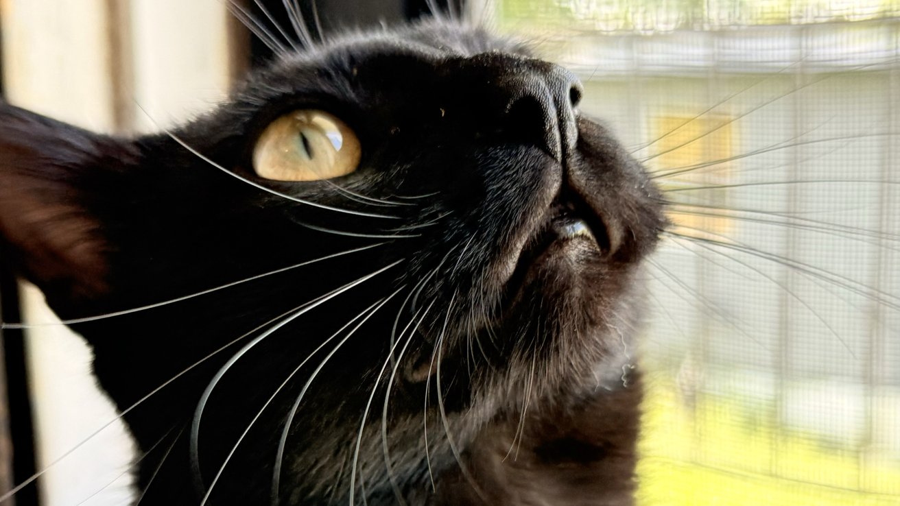 Close-up of a black cat looking upwards, with a visible yellow eye and prominently highlighted whiskers.