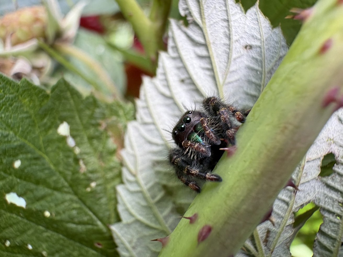 Sample macro photo showing a closeup of a spider on a leaf